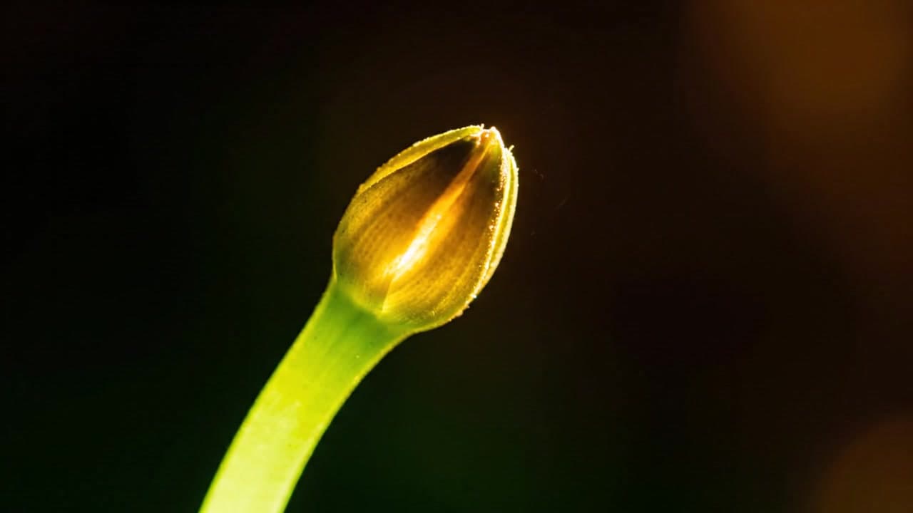 The Bud
